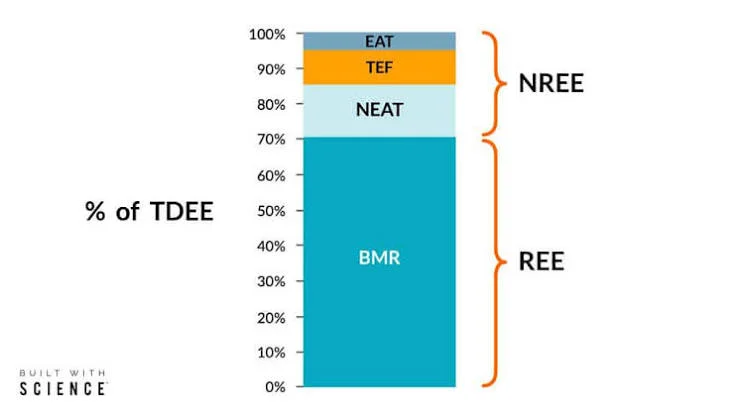 tdee calorie calculator